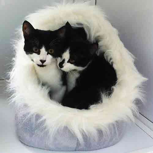 Two black and white kittens snuggling up in a furry collared igloo bed