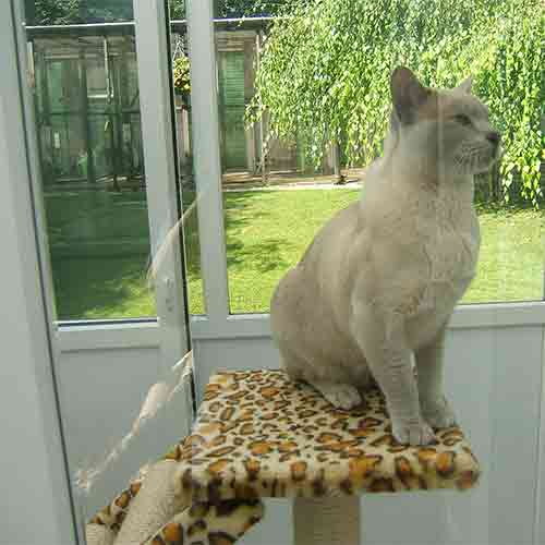 Pretty cat sitting on a leopard print cat tree with sunny garden views behind her