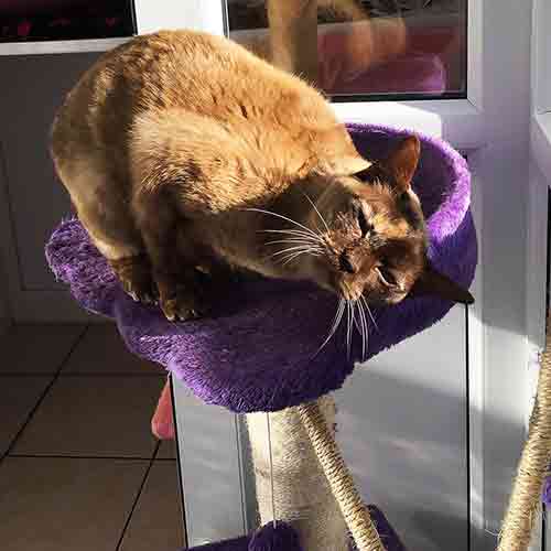 Cat rubbing her face happily on a purple cat tree
