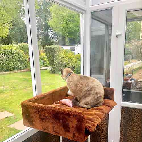 Cat looking out over sunny gardens through large windows