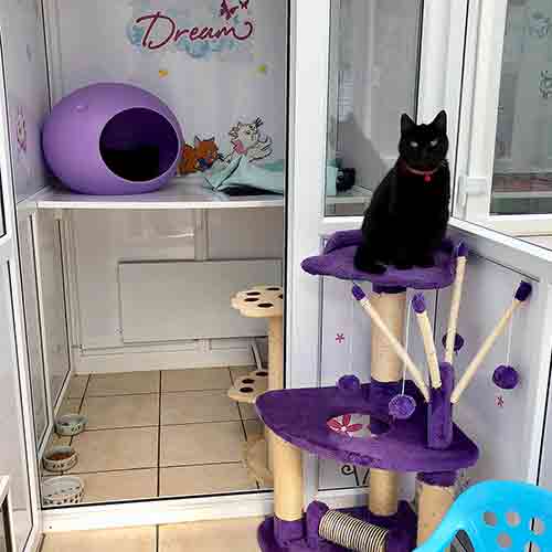 Cat sitting on purple cat tree, with her bedroom area in the background