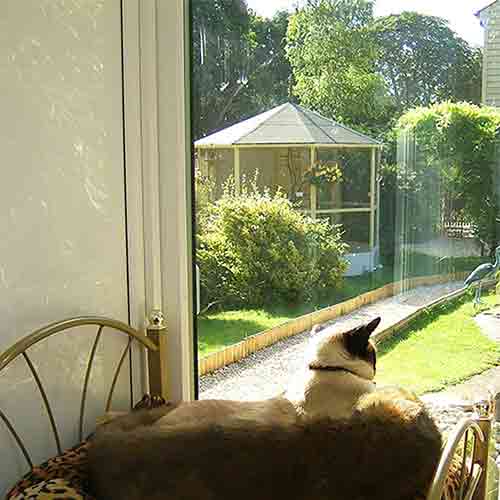 Cat gazing out over sunny gardens, an aviary and fish pond from her leopard print bedroom