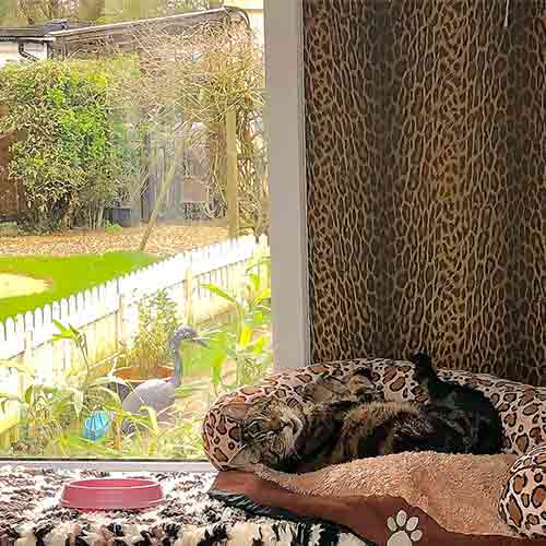 Cat enjoying a rest in her comfy leopard print bedroom next to a large window with sunny garden views