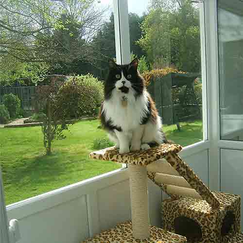 Large cat sitting on top of a cat tree with amazing sunny garden views from a large window