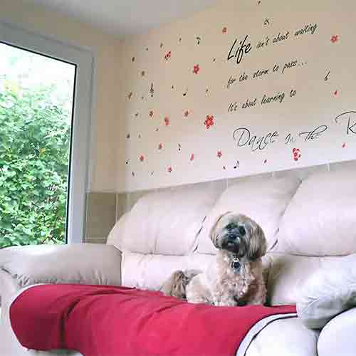 Lhasa Apso dog sitting on a sofa in a light cheery room overlooking the gardens