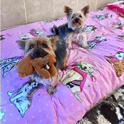 Two Yorkshire Terriers sitting on a full size bed on a plump pink duvet with a dog pattern. One dog is holding his Teddy Bear!